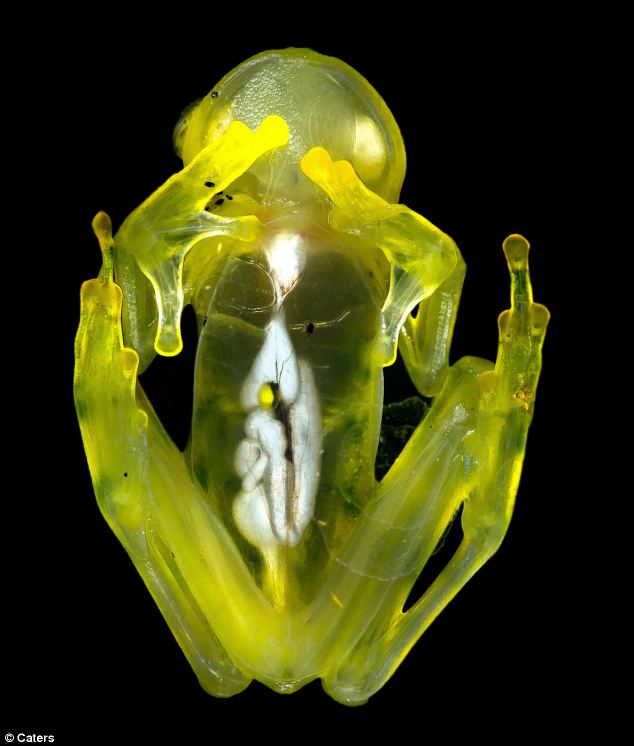 Glass Hopper: The Astonishing Transparent Frogs of Costa Rica’s Cloud Forest