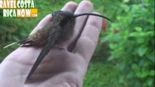 Costa Rica Hummingbird Rescue