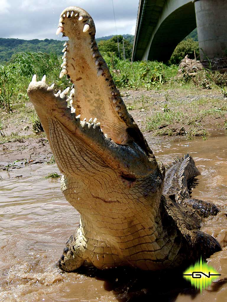 Carara National Park Crocodile