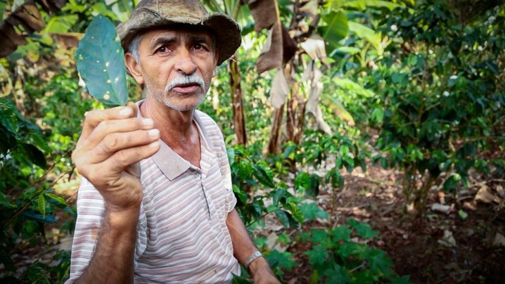 Farmer Ademar Serrano Abarca, 65, has devoted a quarter of his land to forest, and grows coffee and more than 15 different food crops on the rest. He says pest infestations are drastically lower on his land 