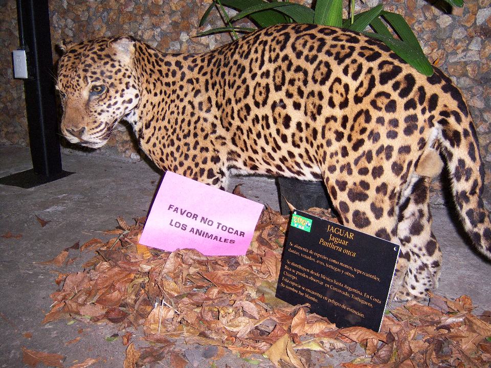 Panthera Onca at the Simon Bolivar Zoo