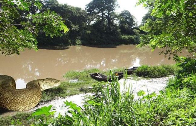 Costa Rica: “Hunt” For The Loose Anaconda