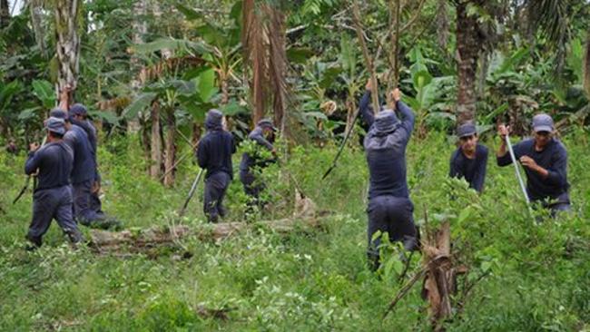 Colombia Rebels Present Plan To Regulate Illicit Drugs