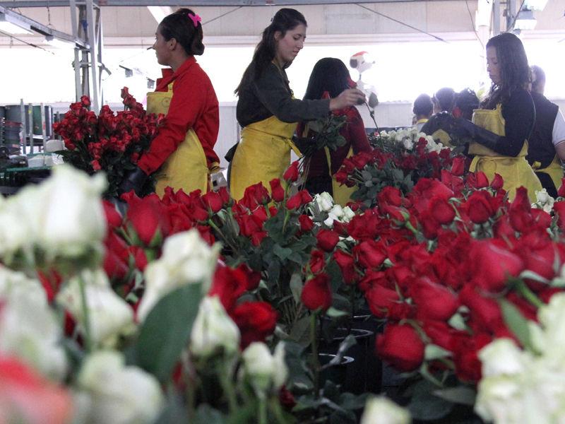 Colombian Flowers to Celebrate Valentine’s Day