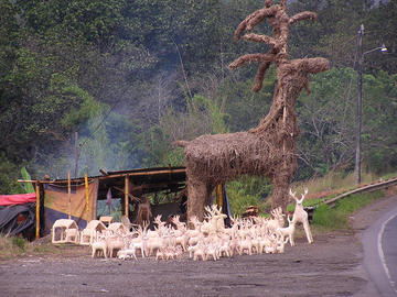 Reindeer in Costa Rica