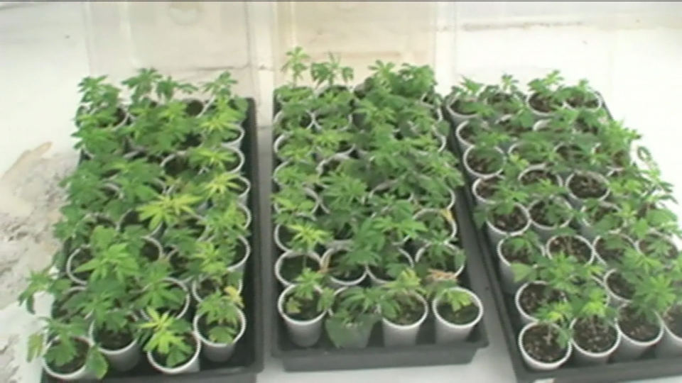Drug Traffickers Used Church As Front For Marijuana Growing