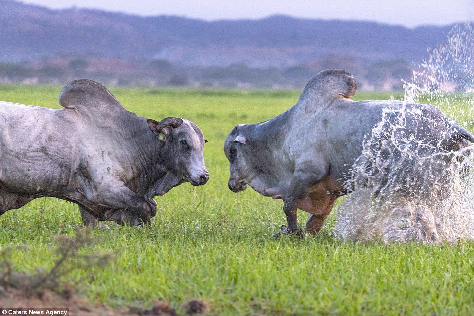 Bulls Go Head To Head In A Clash Over Females in Costa Rica  (Photos)