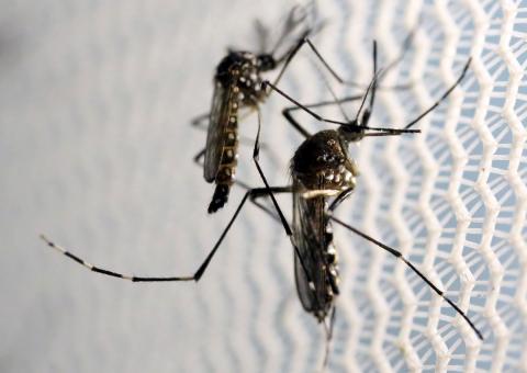 Promising Vaccines Developed Against Zika Virus
