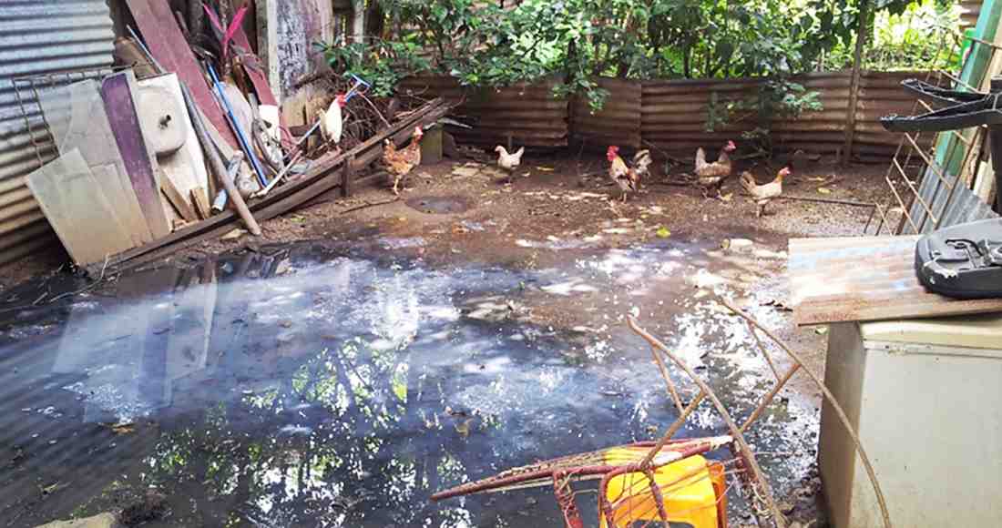 The drain from a washing machine is also the watering hole for hens in a Nicoya neighborhood. It is a clear example of an Aedes aegypti mosquito breeding site. Photo by Ariana Crespo