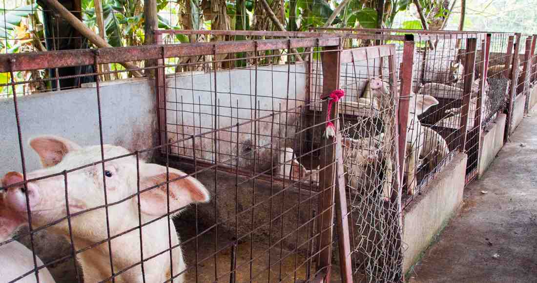 A hog farm in Guanacaste. Illustrative photo. Photo by Ariana Crespo