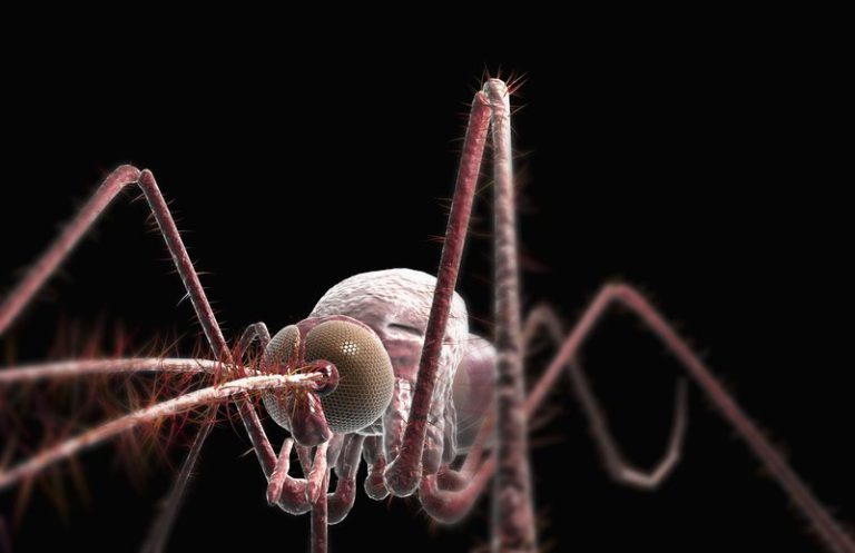Why Do Mosquitoes Bite Some People More Than Others?