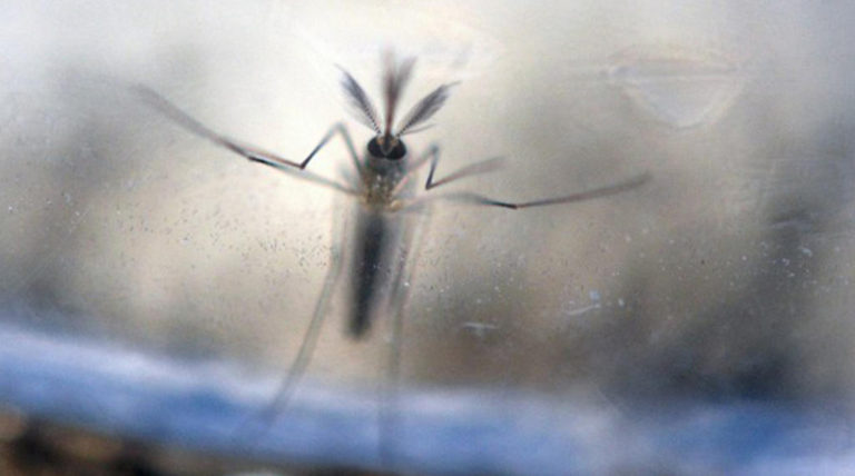 “The Worst Is Yet To Come”,Health Official Conerned Of The Spread of Zika in The Country