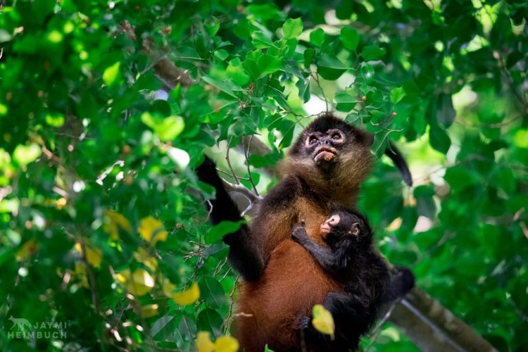 Surprising Facts About Spider Monkeys