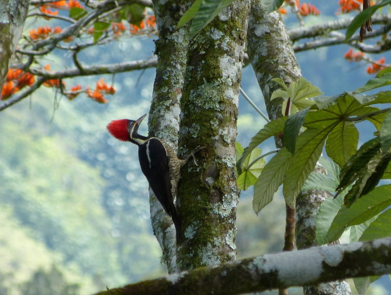 Costa Rica Wildlife Photography