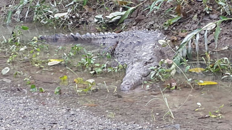 Police Capture and Release Crocodile in Matina, Limon (Photos)