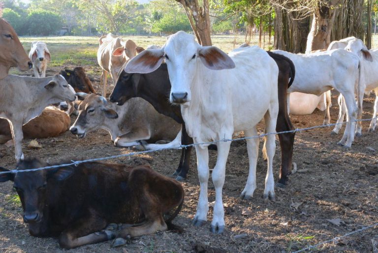 The Puntarenas Cow Stare Down!