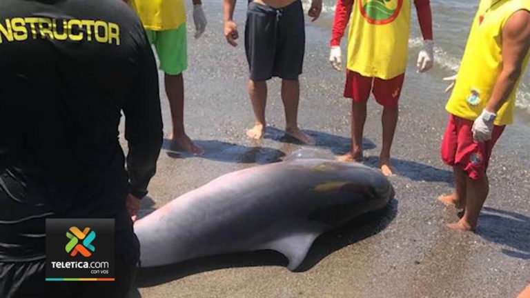 Female Dolphin Surprised Dozens of Tourists at Herradura Beach