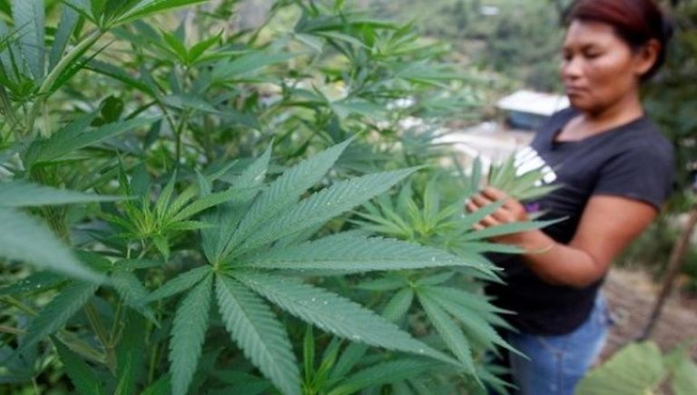 High expectations for Colombia’s medical cannabis reveal experts