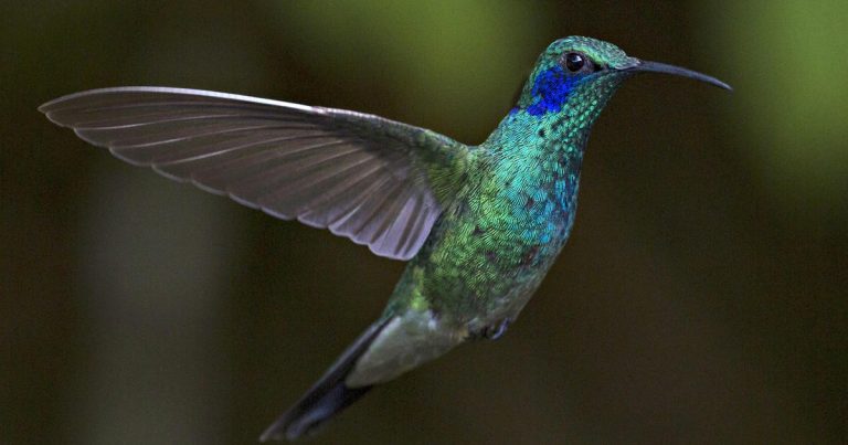 Intelligence helping Costa Rican hummingbirds
