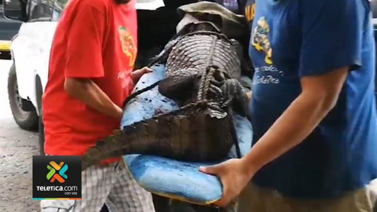Crocodile Captured in Santa Ana