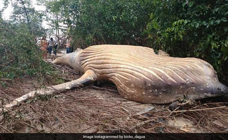 Mystery as Huge Dead Whale Found in Brazilian Jungle (Photos and Video)