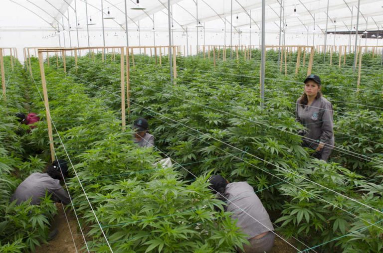 Colombia Is Becoming A Major Medical Marijuana Producer