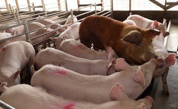 U.S. Beef and Pork With No Duty to Costa Rica