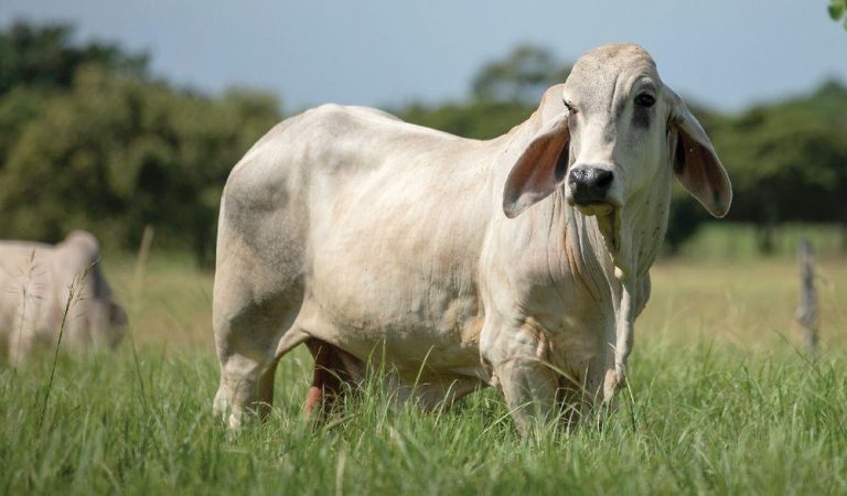 Virus halts Panama beef exports to China