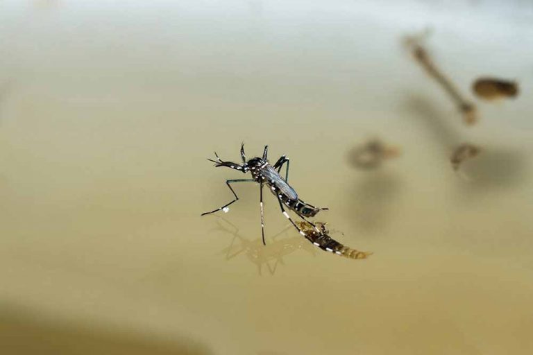 Pavas Health Area warns of dengue outbreaks in two communities