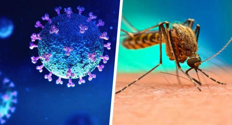 ‘Covidengue’: world begins to register first cases of dengue and covid-19 at the same time