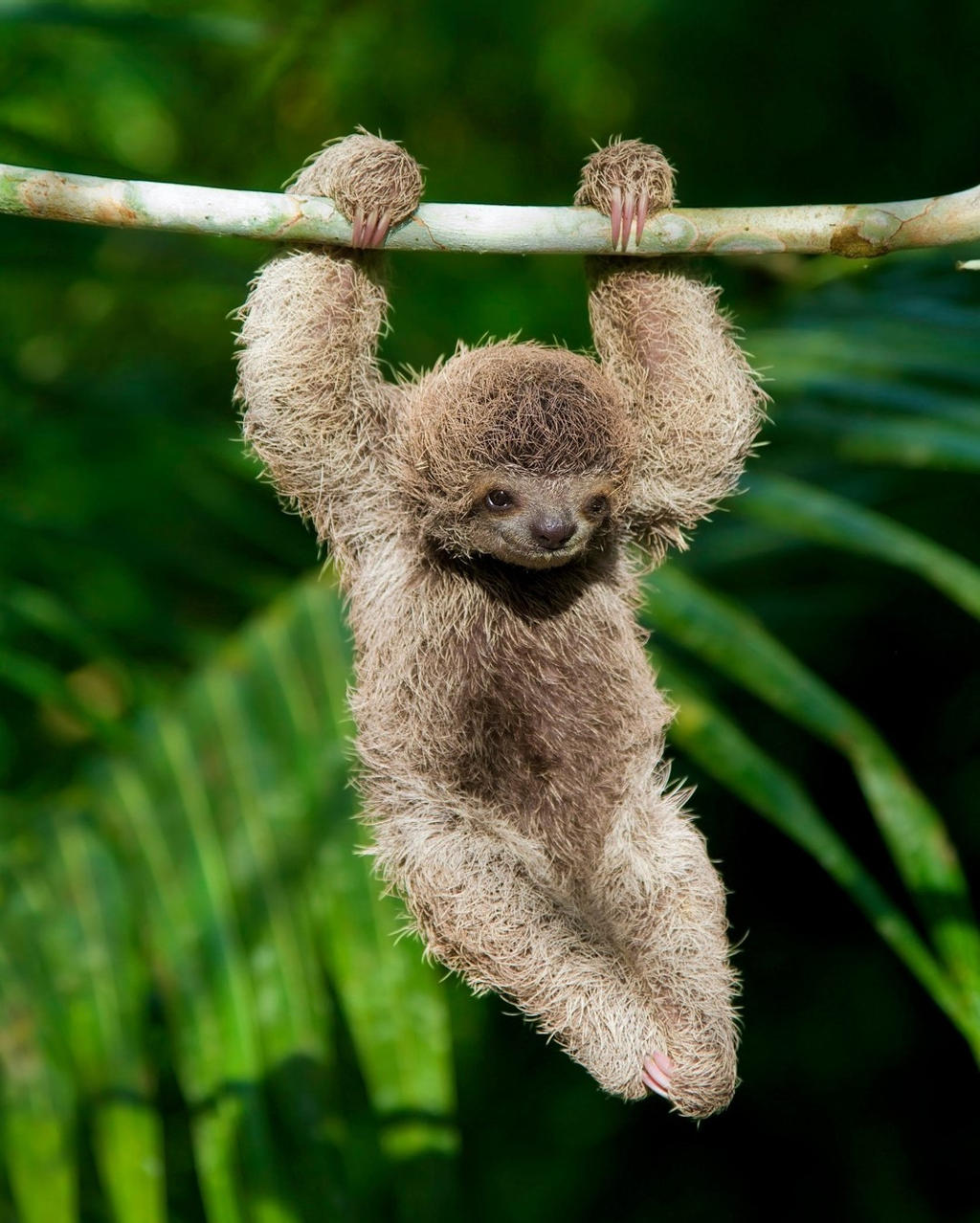 Costa Rican Baby Sloth Won the Love of Lonely Planet Fans – Q COSTA RICA
