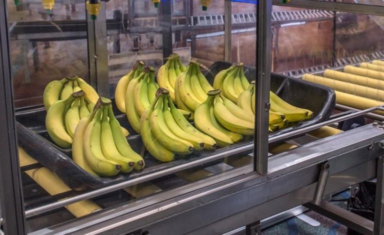 Russia’s invasion of Ukraine impacts Costa Rican exports: Bananas and pineapples are at risk