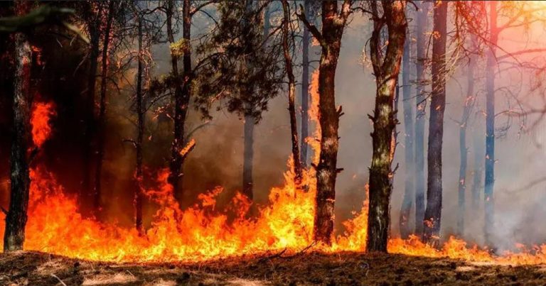 Costa Rica registers more than 6 thousand fires in vegetation during 2022
