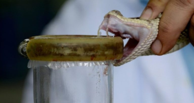 Caja hospitals treat up to five people per week with snake bites